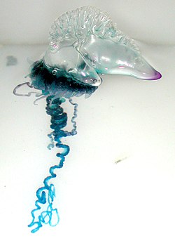 大驚奇！水母世界第3毒　僧帽水母大量現蹤台東海岸