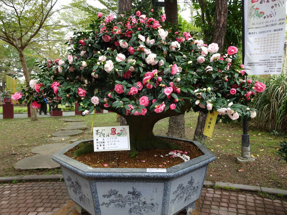 竹市茶花設計展