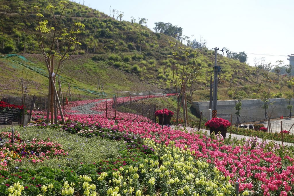 雙湖公園繽紛花海　滿園春意迎年節