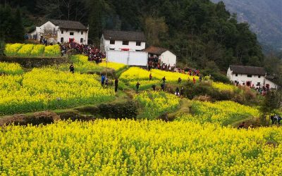 安徽石臺油菜花海暨鄉韻全國攝影展　第二屆啟動儀式舉行
