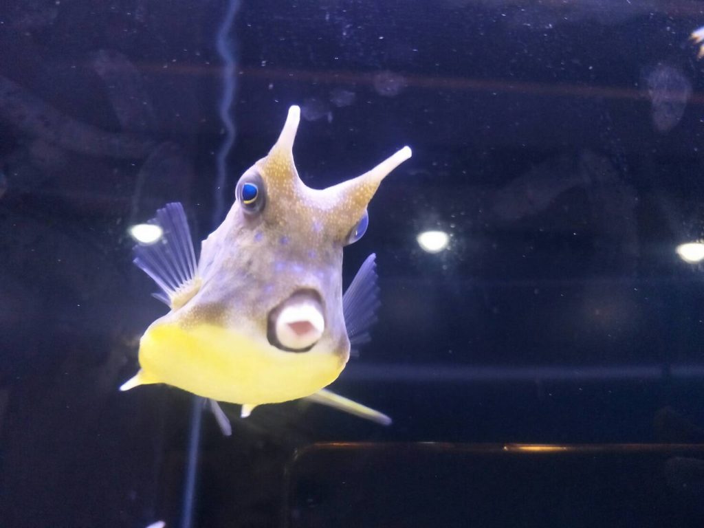 來看魚～蝶鯉共舞台灣魚特展　6/29海科館隆重揭幕