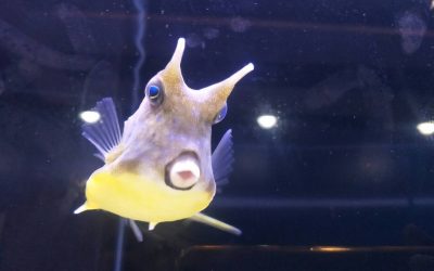 來看魚～蝶鯉共舞台灣魚特展　6/29海科館隆重揭幕