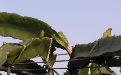 高溫多濕紅龍果好發病　花蓮農改場請農友注意防治