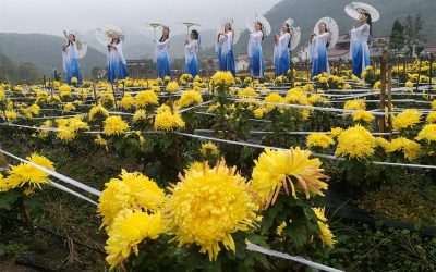 首屆石臺仁裏菊花旅遊文化藝術節舉行