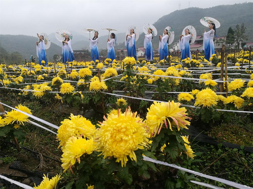 首屆石臺仁裏菊花旅遊文化藝術節舉行
