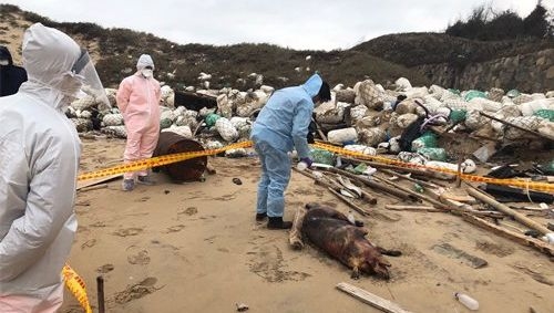 烏坵小坵漂死豬檢體陰性 金門豬場全部安全 烏坵小坵漂死豬檢體陰性 金門豬場全部安全