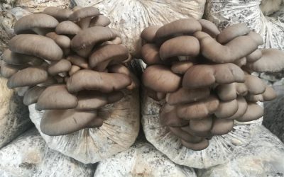 大山之子育“環保茹”，帶領村民脫貧致富