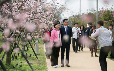 賞櫻不用到國外　竹市三大追櫻勝地大公開