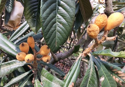 中市年初旱災枇杷農損　3/13前救助申請