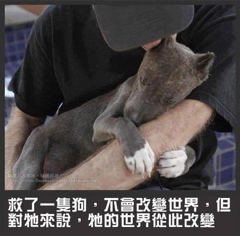 新北市照生會貓狗捐血中心　輸血液狗狗免費