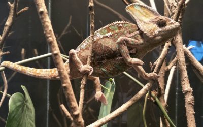 登陸 • 作戰－兩棲爬蟲動物特展　海科館驚奇登場