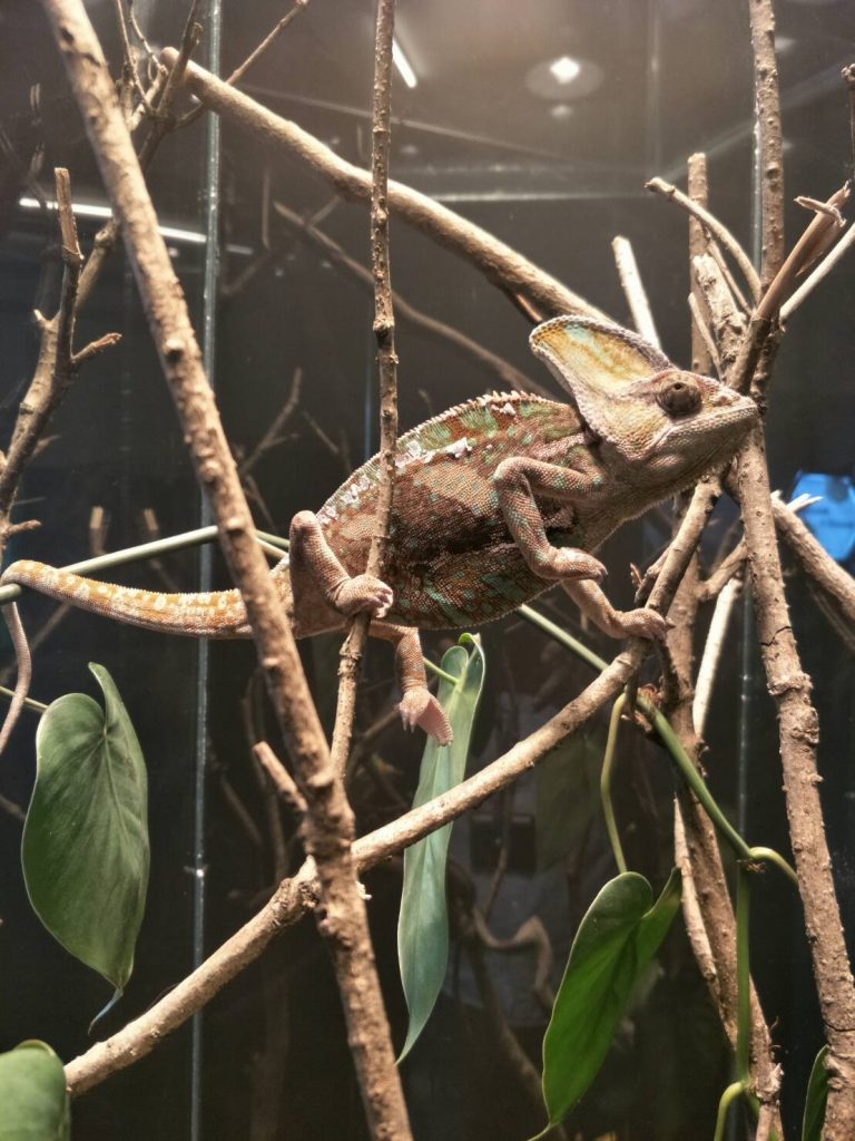 登陸 • 作戰－兩棲爬蟲動物特展　海科館驚奇登場