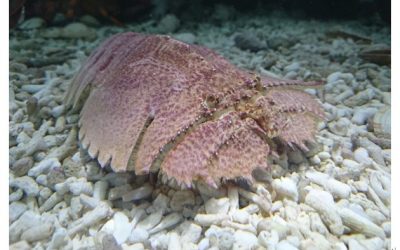 「蝦蛄拍仔」幼苗　海科館及海大合作成功培育