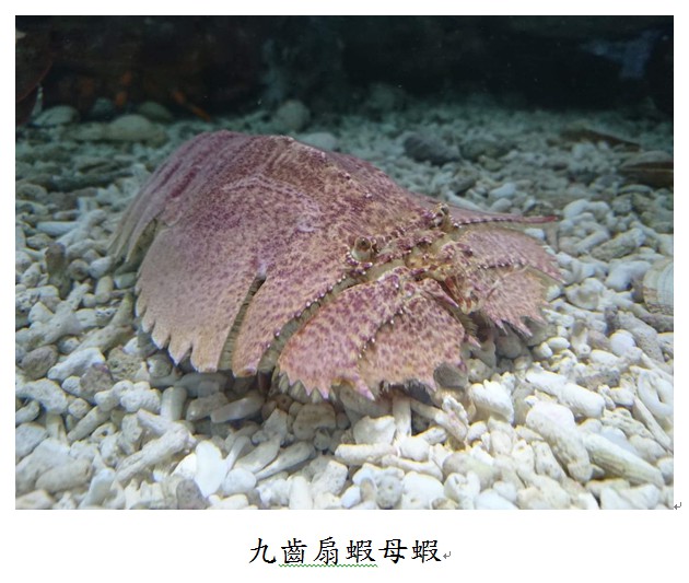 「蝦蛄拍仔」幼苗 海科館及海大合作成功培育 「蝦蛄拍仔」幼苗 海科館及海大合作成功培育
