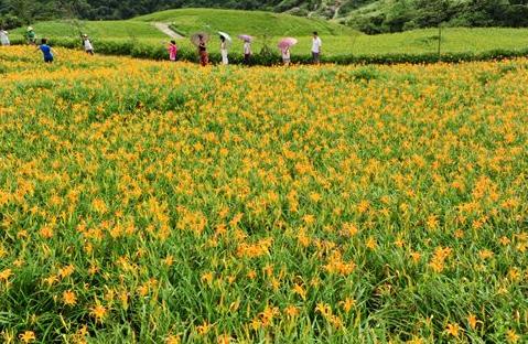 萱草微花/鄭那君 萱草微花/鄭那君
