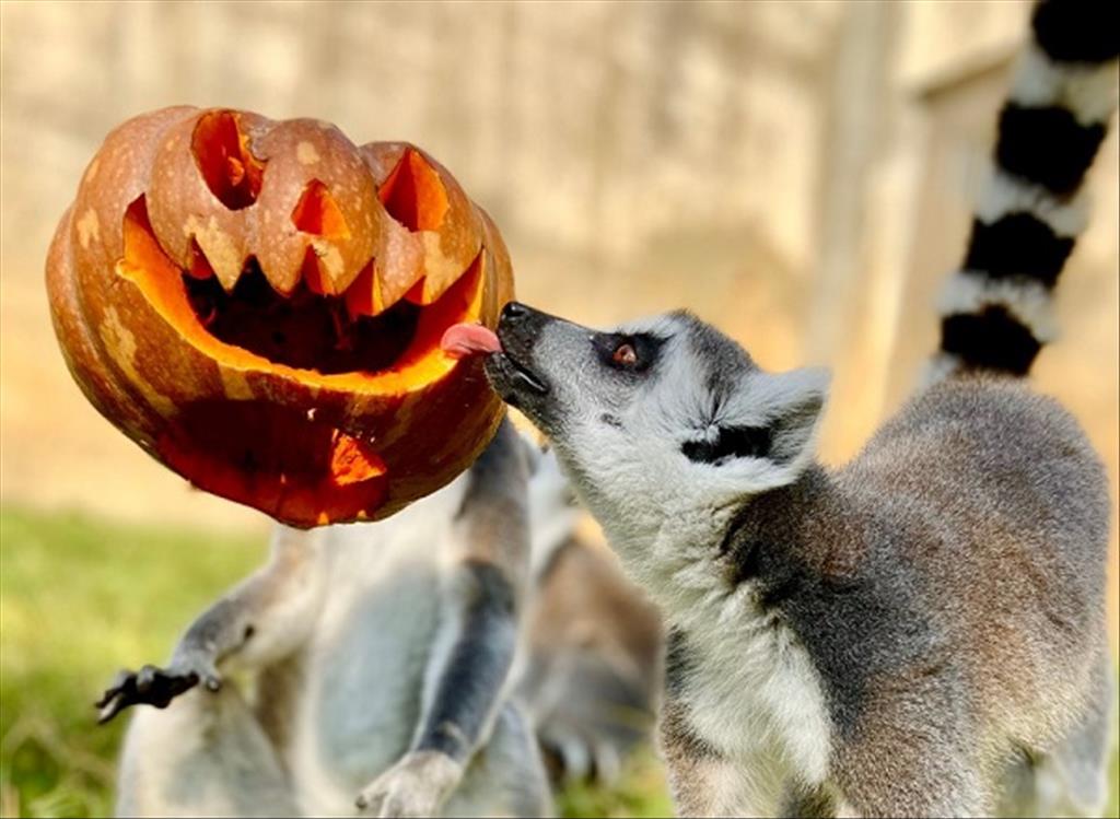 六福村動物開萬聖趴　　 狐獴、狐猴大啖「惡魔南瓜」大餐