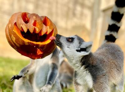六福村動物開萬聖趴　　 狐獴、狐猴大啖「惡魔南瓜」大餐