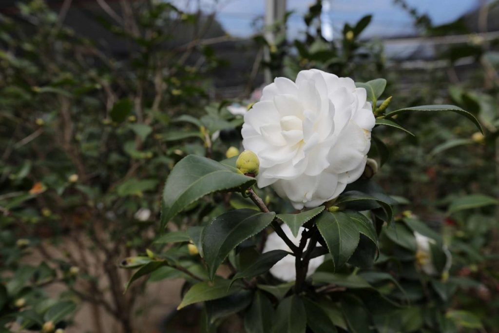 2019新竹市茶花季　周末起跑