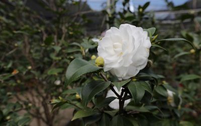 2019新竹市茶花季　周末起跑