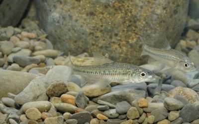 台灣瀕危滅絕特有淡水魚種「巴氏銀鮈」　海科館暨海大陳義雄團隊研究復育成功