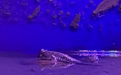 海科館特展「臺灣縱紋鱲」　突破節令產卵孵化小魚報喜訊