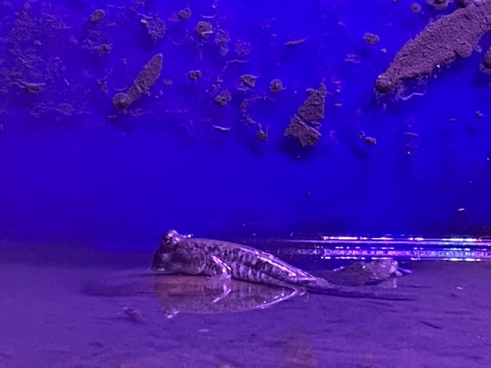 海科館特展「臺灣縱紋鱲」　突破節令產卵孵化小魚報喜訊