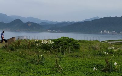 百合盛開復育有成　海科館限定美景