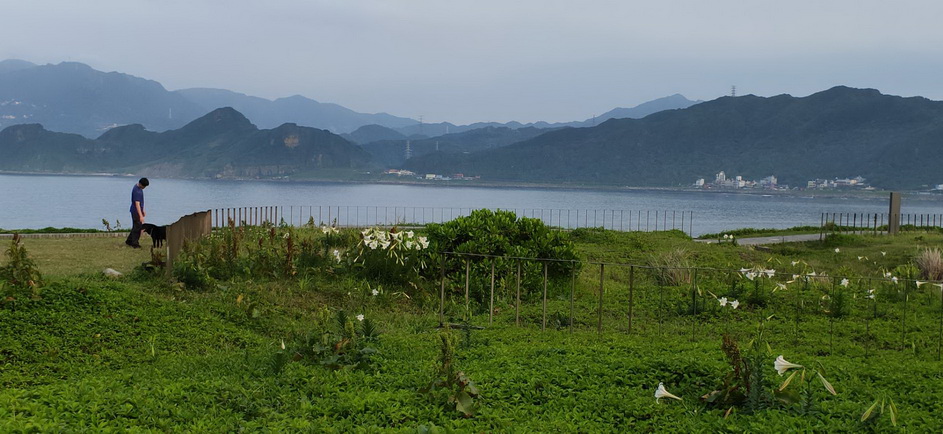 百合盛開復育有成　海科館限定美景