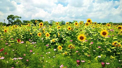 1.2公頃花田　后里環保公園太陽花海綻放