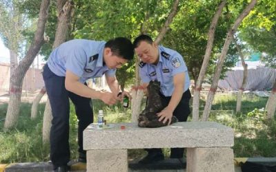 護助野生動物 關護人與自然