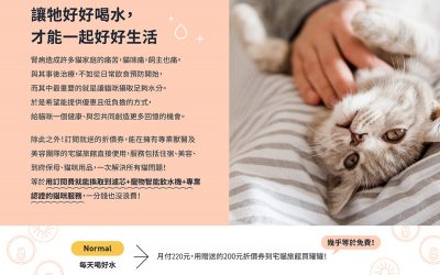 貓喝水必備！新創貓旅館推訂閱方案　智能飲水機免費送