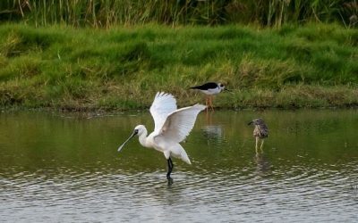 高雄邁入賞鳥季 破百隻黑面琵鷺報到 高雄邁入賞鳥季 破百隻黑面琵鷺報到