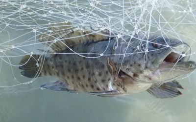 科普教育深入校園 海科館蝠魟拖網海廢調查 首度進高中學習領域 科普教育深入校園 海科館蝠魟拖網海廢調查 首度進高中學習領域