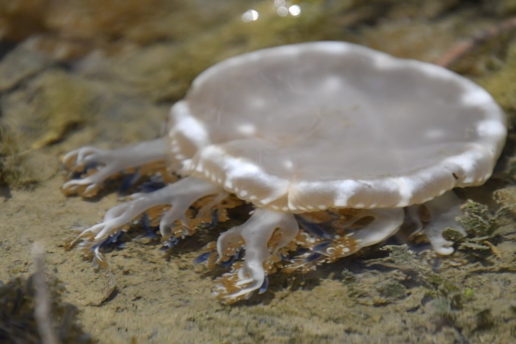 林園海洋濕地公園倒立水母　多種色彩呈現