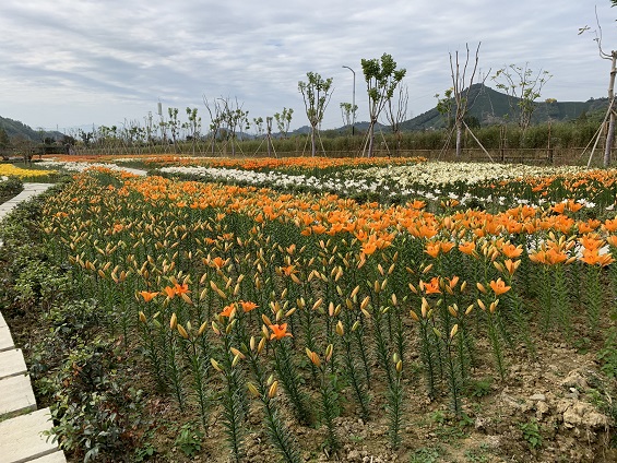 安吉魯家村:從“落後村”變身美麗的新農村 安吉魯家村:從“落後村”變身美麗的新農村