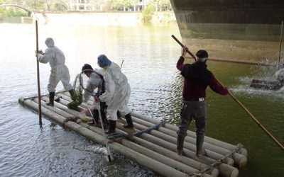 檢出H5N5高病源禽流感  中正大學黑天鵝全撲殺