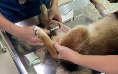 遛狗遭咬氣憤報警　飼主雙方共罰13萬3