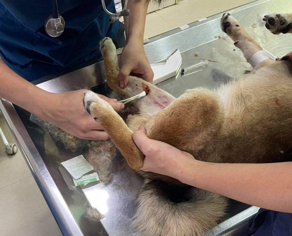 遛狗遭咬氣憤報警　飼主雙方共罰13萬3
