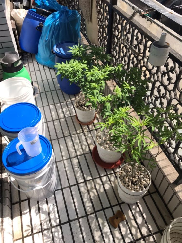自宅栽種大麻　警搜出79盆大麻
