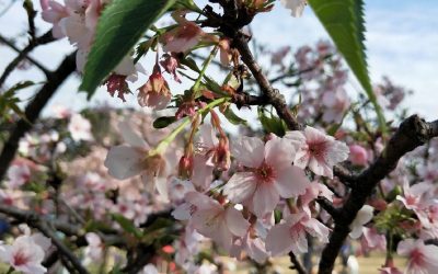 竹市三大追櫻勝地大公開 新竹公園、汀甫圳、新竹左岸 竹市三大追櫻勝地大公開 新竹公園、汀甫圳、新竹左岸