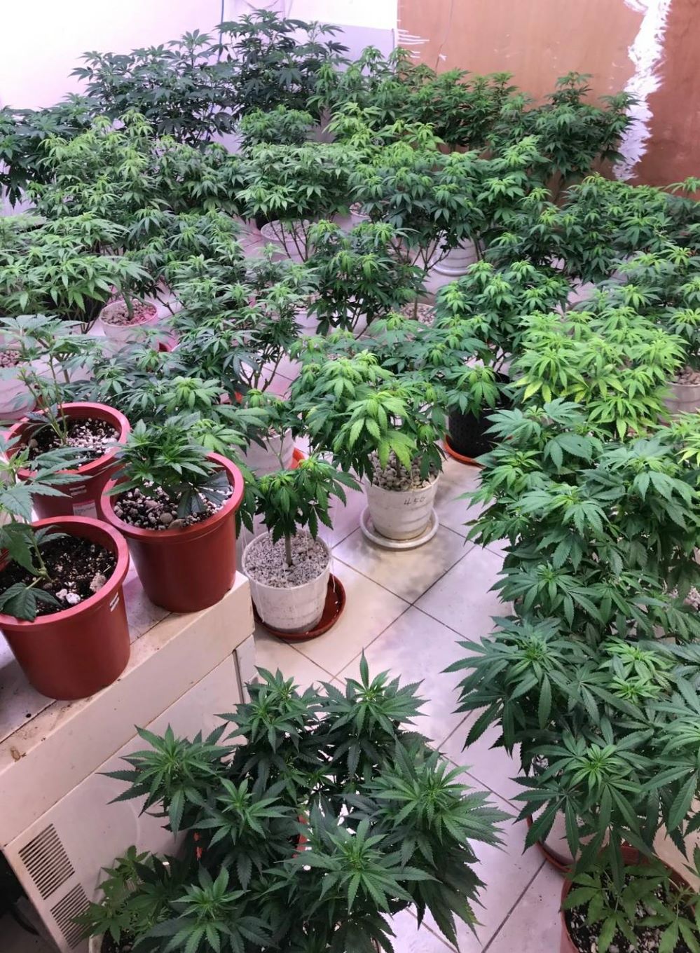 警方查扣之大麻植株