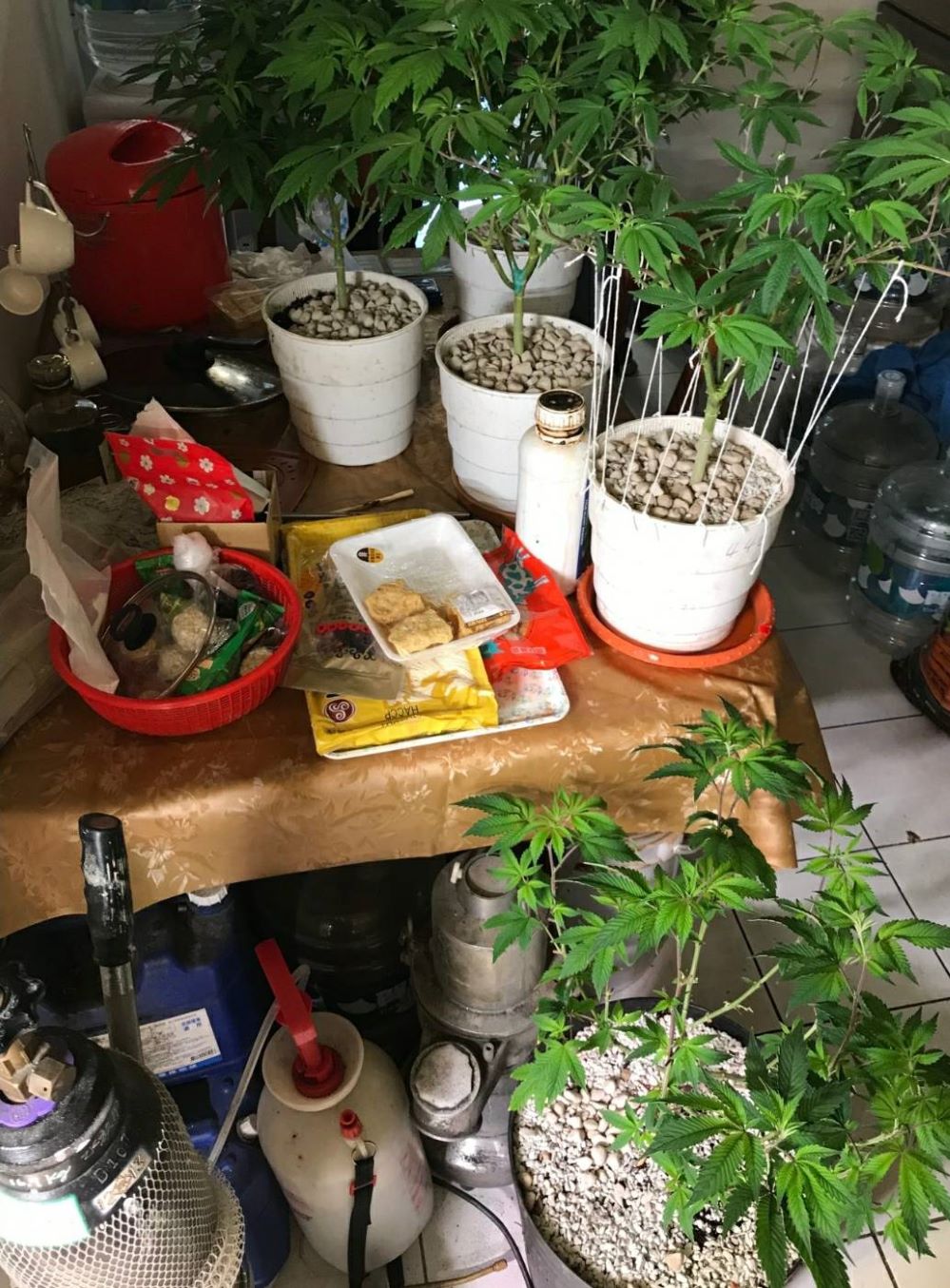 警方查扣之大麻植株