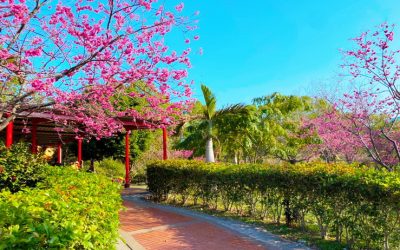 平地賞櫻縣長真心推薦：竹東河濱公園櫻花步道