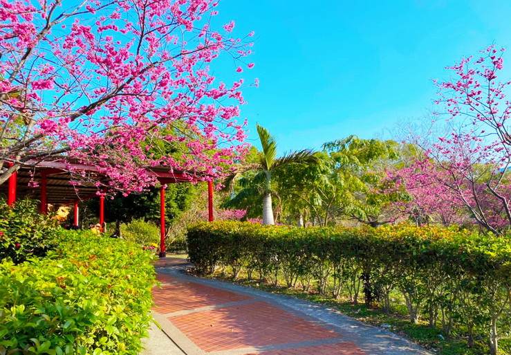 平地賞櫻縣長真心推薦:竹東河濱公園櫻花步道 平地賞櫻縣長真心推薦:竹東河濱公園櫻花步道