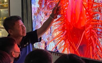 「貝感心奇」展硨磲貝龍宮貝看得到　海科館讓你大開眼界！