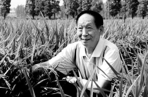 享壽91歲　中國“雜交水稻之父”袁隆平逝世
