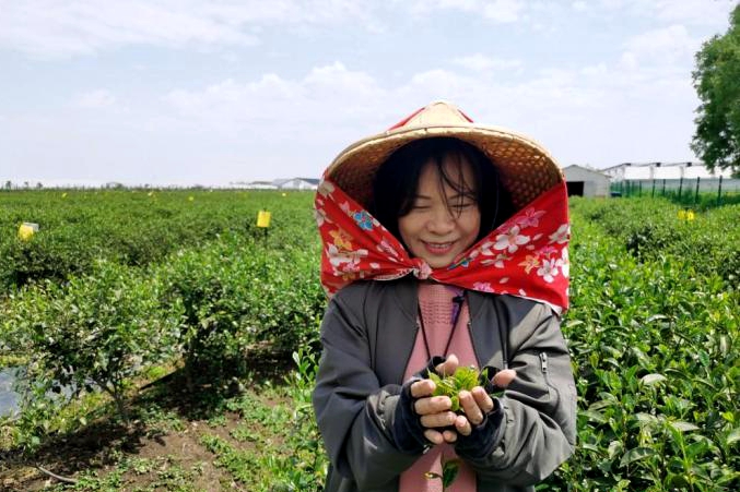 蘇州鄉間茶香飄　葉素珍走出臺灣探尋大陸更大市場