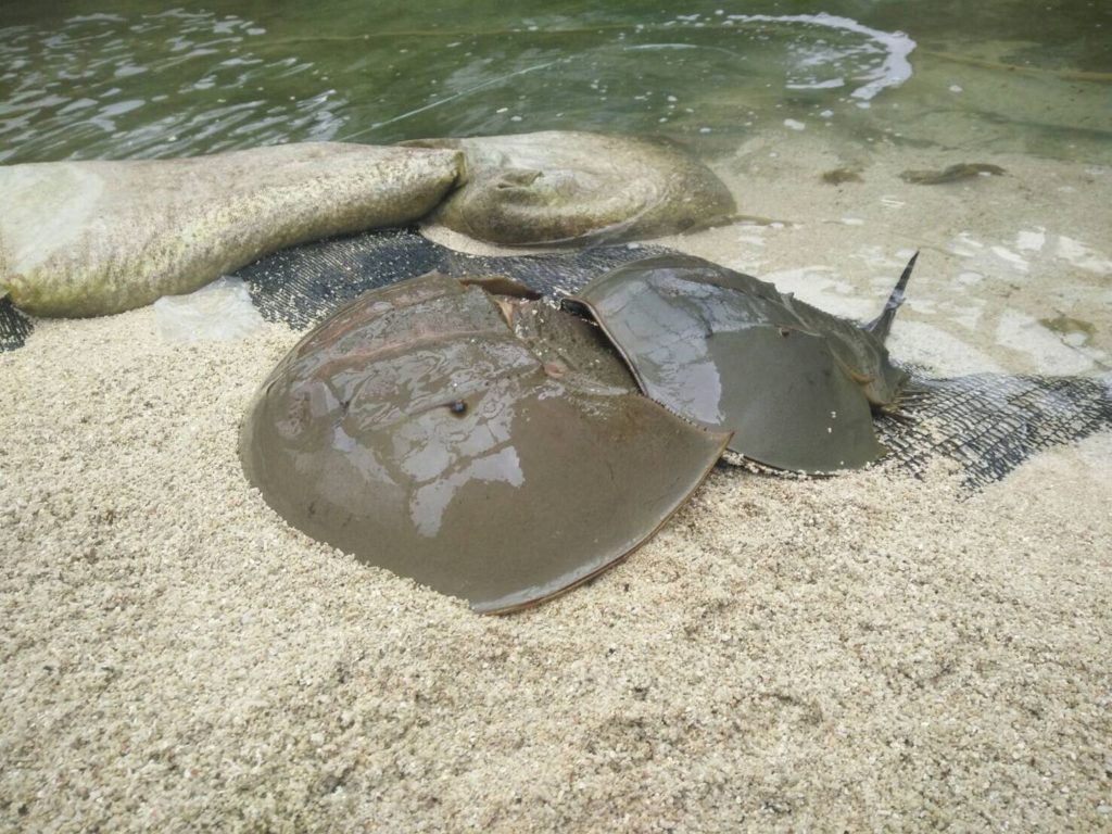「鱟知鱟學」小鱟將破殼!校園總動員海科鱟保母復育有成 「鱟知鱟學」小鱟將破殼!校園總動員海科鱟保母復育有成