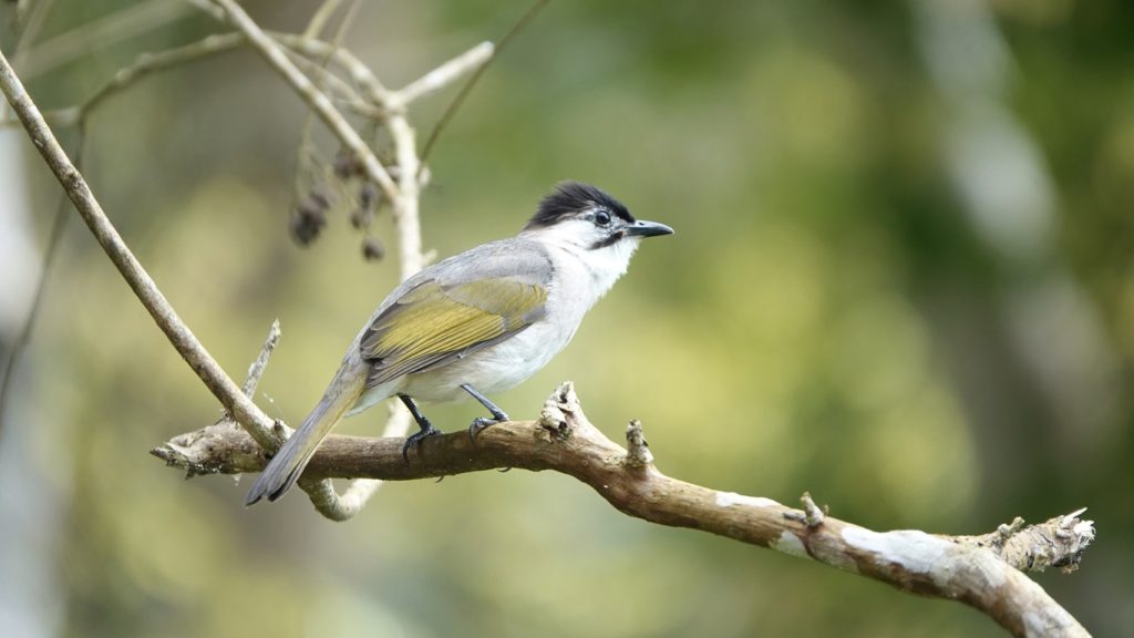 縱管處環教新課程教案　「鳥類大觀園」志工培訓