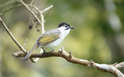 縱管處環教新課程教案　「鳥類大觀園」志工培訓